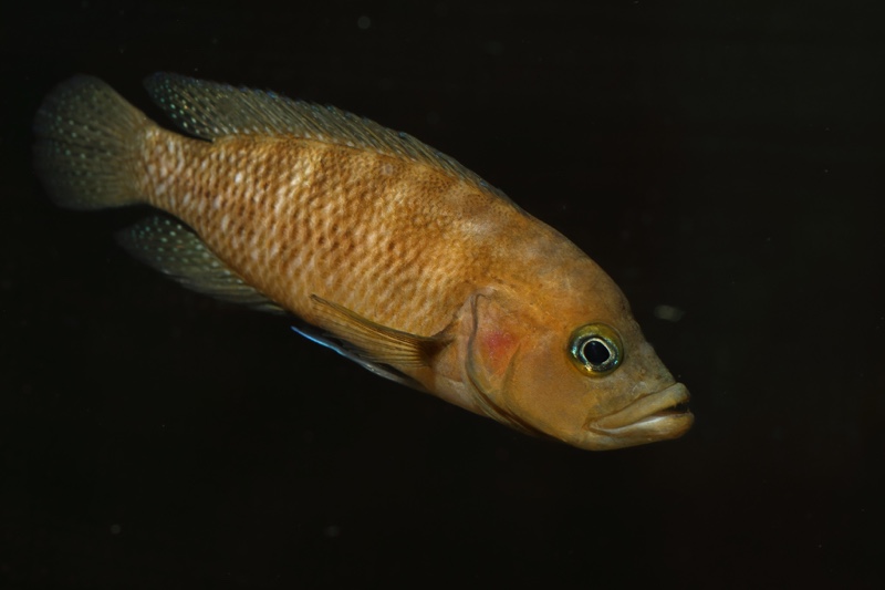 Neolamprologus obscurus 'Kantalamba'